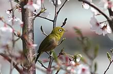 White-eye 
