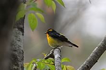 キビタキ（♂）